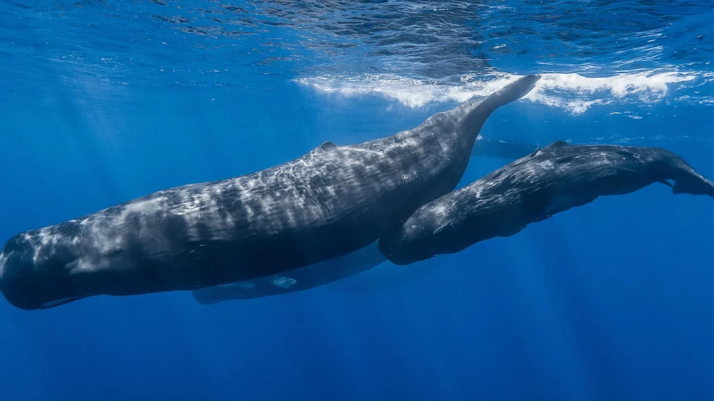 Why Do Sperm Whales Sleep Vertically